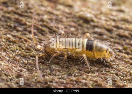 Un mince Springtail (Orchesella cincta) explore la surface de l'aide d'un arbre mort. Banque D'Images