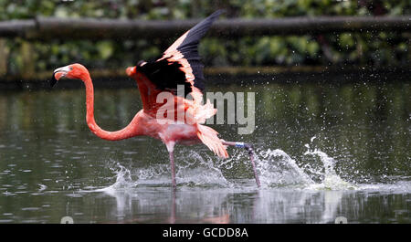 Un Flamingo des Caraïbes au zoo de Chester car ils ont leur bilan de santé qui implique de peser, de sonner, de mesurer leur bec et leur hauteur et d'être microébréché. Banque D'Images