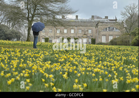 Une femme dotée d'un parasol donne sur la maison Stourhead du XVIIIe siècle, conçue par Colen Campbell en 1718 parmi les jonquilles en fleurs dans les jardins de Stourhead du National Trust. Banque D'Images