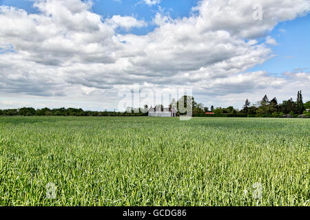 Woerlitzer Park : green house avec domaine en été Banque D'Images