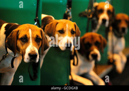 Foxhounds dans la zone de repos à Crufts, NEC, Birmingham. Banque D'Images