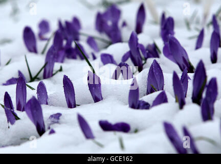 Fleurs printanières enterrées dans la neige près de Denny, en Écosse centrale, après une nuit de neige. Banque D'Images