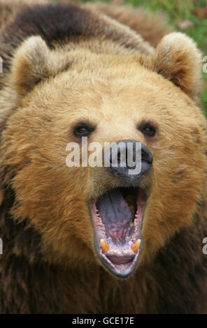 Les ours bruns européens ont rejoint le zoo de Whipsnade de ZSL dans le cadre du Wild Wild Whipsnade, la toute nouvelle exposition, qui s'ouvre le Vendredi Saint au zoo de Bedfordshire, où se côtent des animaux qui se promènaient autrefois en Angleterre, comme l'orignal, le lynx, le carcajou, les ours, le sanglier et les loups. Banque D'Images