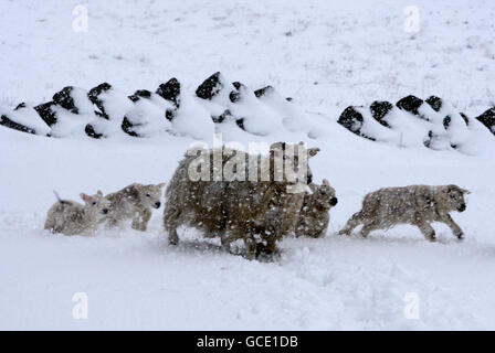 Agneaux et leur mère dans la neige profonde à Craigannet Farm, dans le centre de l'Écosse, après une nuit de neige abondante. Banque D'Images