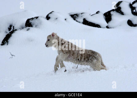 Un agneau de printemps dans la neige profonde à Craigannet Farm, dans le centre de l'Écosse, après une nuit de neige abondante. Banque D'Images