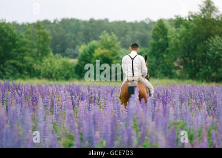 Le marié à cheval sur un champ de lupin Banque D'Images