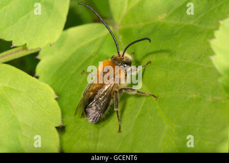 Le longicorne rares (abeille Eucera nigrescens) soleil, Bade-Wurtemberg, Allemagne Banque D'Images