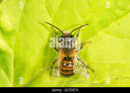 (Abeilles Osmia rufohirta) soleil, Bade-Wurtemberg, Allemagne Banque D'Images