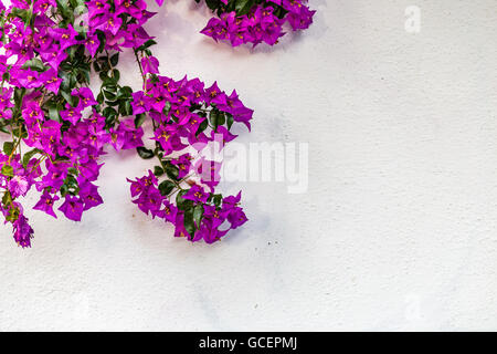 Fuchsia et violet Bougainvillea glabra bractées. Banque D'Images