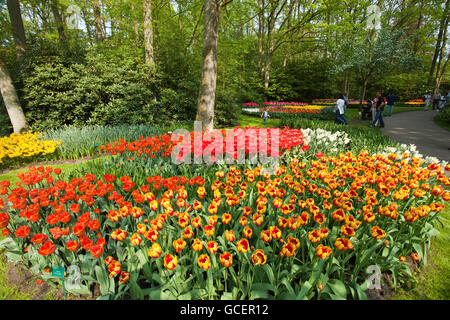 Flower show annuel avec la plupart du temps des tulipes, jardin de fleurs Keukenhof, lisse, North Holland province, Pays-Bas, Europe Banque D'Images