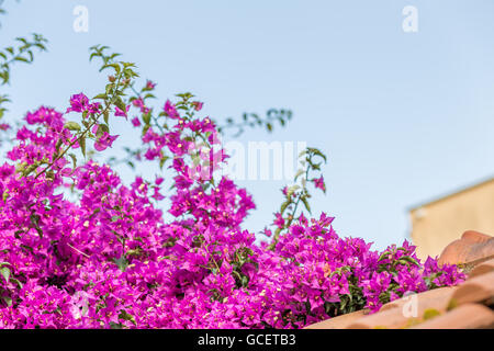 Fuchsia et violet Bougainvillea glabra bractées. Banque D'Images