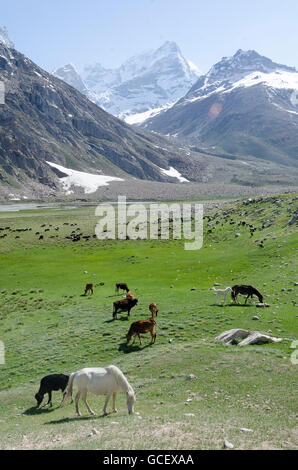 Le pâturage des animaux sur les pâturages de la vallée haute, d'Uruk, le Ladakh, le Jammu-et-Cachemire, l'Inde Banque D'Images