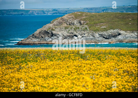 Fleurs sauvages en Cornouailles contre une mer de Cornouailles Banque D'Images