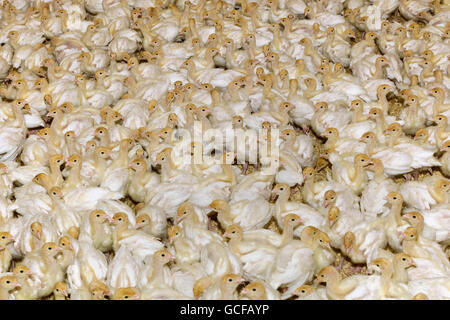 Ferme de petits poussins Turquie blanc Banque D'Images