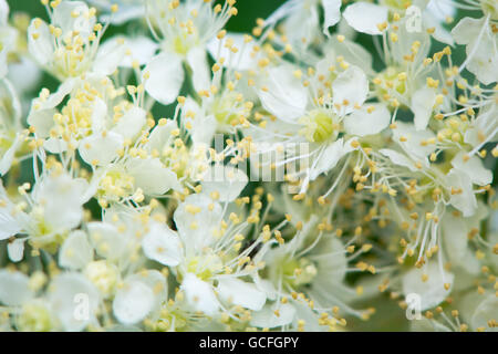 La reine-des-prés (Filipendula ulmaria) détail de fleurs. Close up de l'inflorescence de la plante à fleurs blanches en famille des roses (Rosacées) Banque D'Images