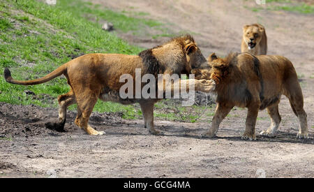 Après 3 mois de quarantaine, une fierté de treize lions - sauvés de mauvaises conditions dans un zoo en Roumanie - sont libérés dans leurs nouvelles réserves au Yorkshire Wildlife Park. Banque D'Images