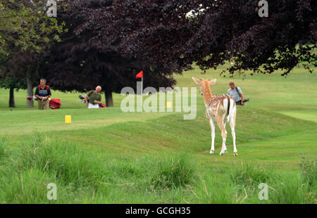 Un cerf est vu sur le parcours de golf de Wollaton Park, Nottingham. APPUYEZ SUR ASSOCIATION photo. Date de la photo: Vendredi 21 mai 2010. Les températures ont continué à augmenter alors que la Grande-Bretagne se baignait sous le soleil. Les prochains jours, le temps sera anormalement bon, mais on ne s'attend pas à ce qu'il dure, ont déclaré les prévisionnistes. Une grande partie du pays appréciait aujourd'hui des températures de 24C, bien au-dessus de la moyenne de mai de 16C. Le crédit photo devrait se lire : Matthew Vincent/PA Wire Banque D'Images