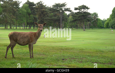 Un cerf est vu sur le parcours de golf de Wollaton Park, Nottingham.APPUYEZ SUR ASSOCIATION photo.Date de la photo : vendredi 21 mai.2010. Photo crédit devrait se lire: Matthew Vincent/PA Banque D'Images