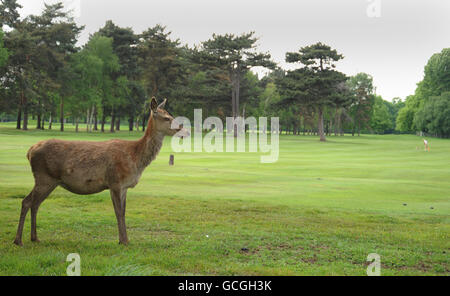 Un cerf est vu sur le parcours de golf de Wollaton Park, Nottingham. APPUYEZ SUR ASSOCIATION photo. Date de la photo: Vendredi 21 mai 2010. Les températures ont continué à augmenter alors que la Grande-Bretagne se baignait sous le soleil. Les prochains jours, le temps sera anormalement bon, mais on ne s'attend pas à ce qu'il dure, ont déclaré les prévisionnistes. Une grande partie du pays appréciait aujourd'hui des températures de 24C, bien au-dessus de la moyenne de mai de 16C. Le crédit photo devrait se lire : Matthew Vincent/PA Wire Banque D'Images