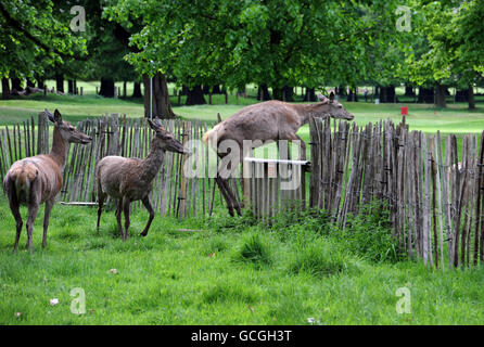 Un cerf est vu sur le parcours de golf de Wollaton Park, Nottingham. APPUYEZ SUR ASSOCIATION photo. Date de la photo: Vendredi 21 mai 2010. Les températures ont continué à augmenter alors que la Grande-Bretagne se baignait sous le soleil. Les prochains jours, le temps sera anormalement bon, mais on ne s'attend pas à ce qu'il dure, ont déclaré les prévisionnistes. Une grande partie du pays appréciait aujourd'hui des températures de 24C, bien au-dessus de la moyenne de mai de 16C. Le crédit photo devrait se lire : Matthew Vincent/PA Wire Banque D'Images