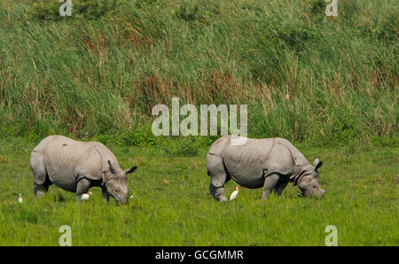 Rhino One-Horned - photographié dans le parc national de Kaziranga (Inde) Banque D'Images