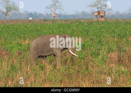 Krosian traversant la zone de prairies du parc national de Kaziranga (Inde) Banque D'Images