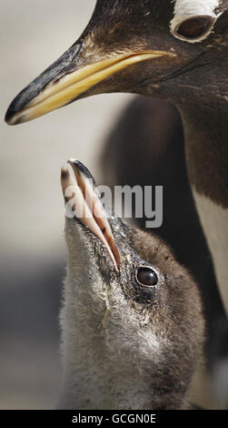 Manchots Gentoo pour bébé. Un bébé manchot gentoo au zoo d'Édimbourg. Banque D'Images