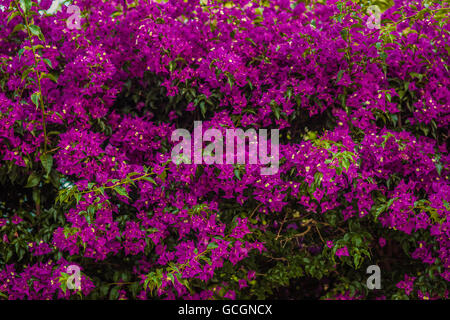 Fuchsia et violet Bougainvillea glabra bractées. Banque D'Images