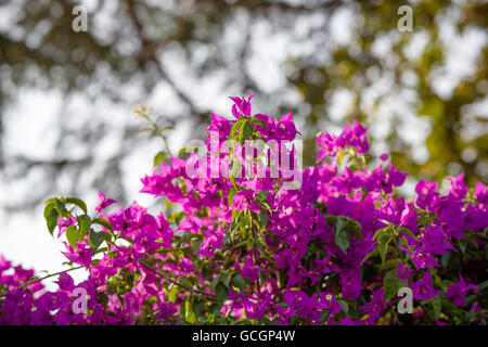 Fuchsia et violet Bougainvillea glabra bractées. Banque D'Images