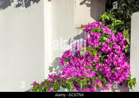 Fuchsia et violet Bougainvillea glabra bractées. Banque D'Images