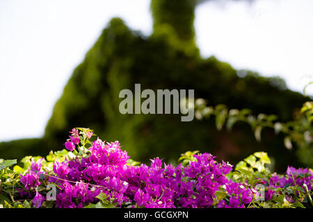 Fuchsia et violet Bougainvillea glabra bractées. Banque D'Images