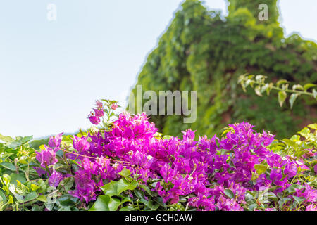 Fuchsia et violet Bougainvillea glabra bractées. Banque D'Images