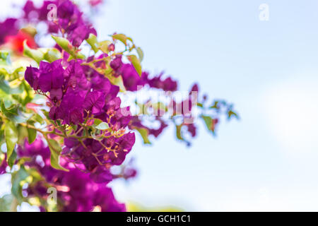 Fuchsia et violet Bougainvillea glabra bractées. Banque D'Images