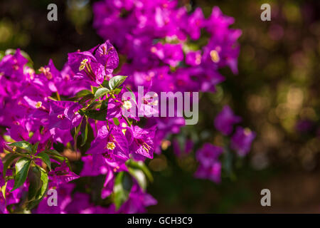 Fuchsia et violet Bougainvillea glabra bractées. Banque D'Images