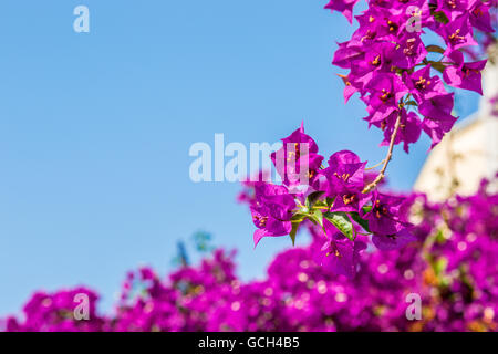 Fuchsia et violet Bougainvillea glabra bractées. Banque D'Images