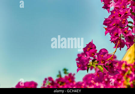 Fuchsia et violet Bougainvillea glabra bractées. Banque D'Images