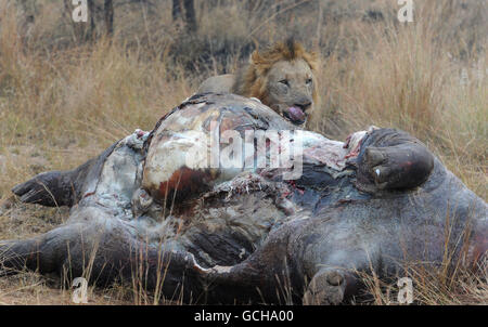 Safari en Afrique du Sud Banque D'Images