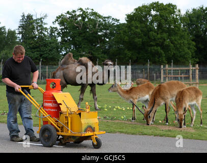 Blairdrummond Safari Park le marquage routier Banque D'Images