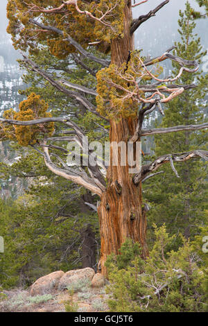 Le genévrier, la Forêt Nationale Stanislaus, Ebbetts Pass National Scenic Byway, Californie Banque D'Images