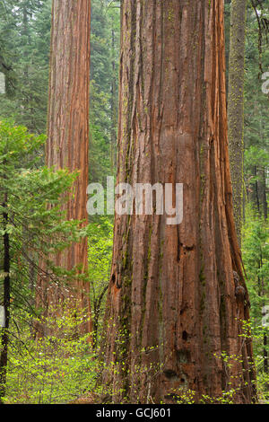 En Amérique du Sequoia Grove, parc d'État Calaveras Big Trees, Ebbetts Pass National Scenic Byway, Californie Banque D'Images