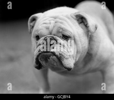 Le « Champion Pugilist » britannique de Bulldog, qui a tout porté devant lui dans la classe de Bulldog au Ladies Kennel Association Championship Show à Olympia, Londres. Banque D'Images