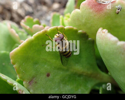 D'un plan macro (Syrphus ribesii mâle hoverfly) avec l'aile droite de l'agneau froissé sur la feuille (Chiastophyllum oppositifolium queues) Banque D'Images