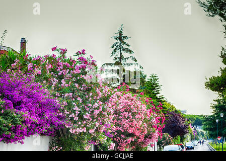 Fleurs de laurier-rose rouge et rose et violet et fuchsia Bougainvillea glabra bractées. Banque D'Images