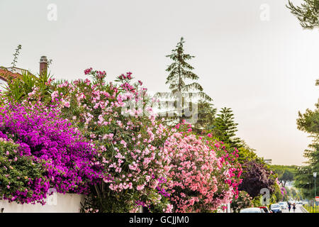 Fleurs de laurier-rose rouge et rose et violet et fuchsia Bougainvillea glabra bractées. Banque D'Images