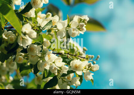 La floraison des fleurs de jasmin sur le ciel contre Bush Banque D'Images