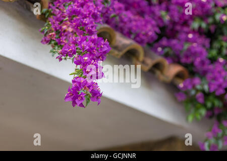 Fuchsia et violet Bougainvillea glabra bractées. Banque D'Images