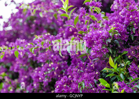 Fuchsia et violet Bougainvillea glabra bractées. Banque D'Images