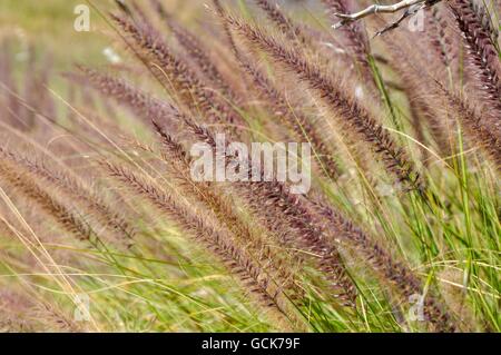 Prairie de graminées ornementales fontaine pourpre avec de grandes têtes de graine dans l'ouest de l'Australie non cultivées la nature. Banque D'Images