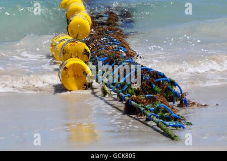 Le jaune vif et le requin bleu bord net dans les eaux de l'Océan Indien à Coogee Beach à Coogee, l'ouest de l'Australie. Banque D'Images