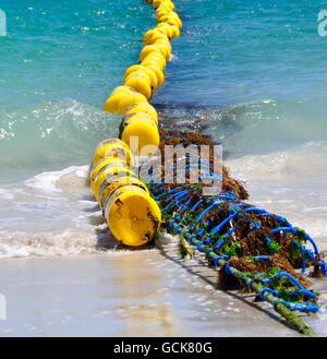 Le jaune vif et le requin bleu bord net dans les eaux de l'Océan Indien à Coogee Beach à Coogee, l'ouest de l'Australie. Banque D'Images